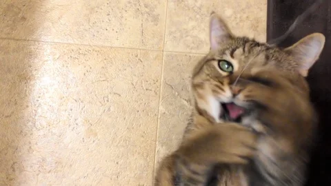 Funny cat close up lying on back play w string Stock Footage 90968199