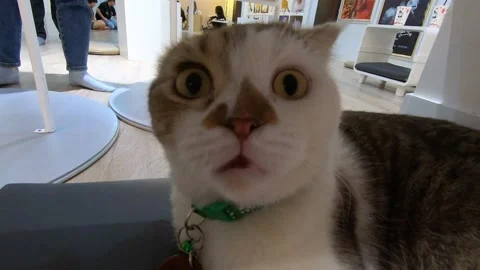 Funny cat is confused Video stock 154390642