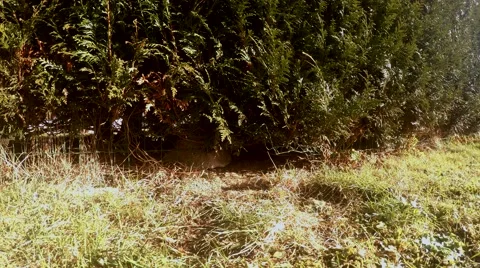 Funny cat crawling through a hole in the garden Stock Footage 46410102