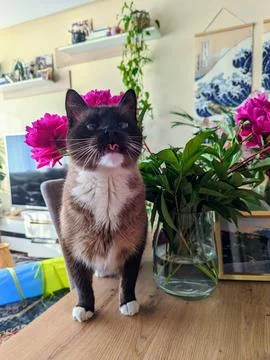 Funny cat in a design interior Stock Photos
