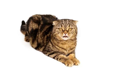 Funny cat. Dissatisfied cat. The cat is making a face. Cat expresses disgust. Stock Photos
