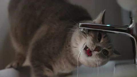 Funny cat drinking (4k 30p Slow Motion) Stock Footage 223525759