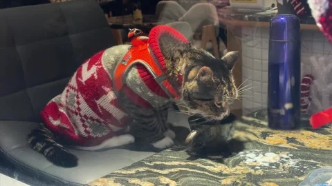 Funny cat drinking milk from a cup on a bar stool at cafe or coffee shop Stock Footage 323710676