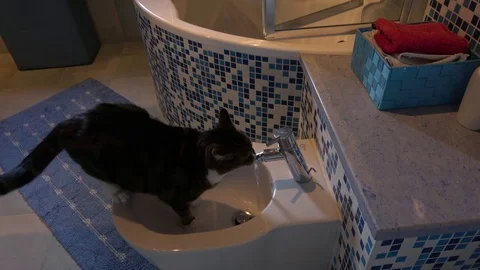 Funny cat drinking water at bathroom 4k Stock Footage