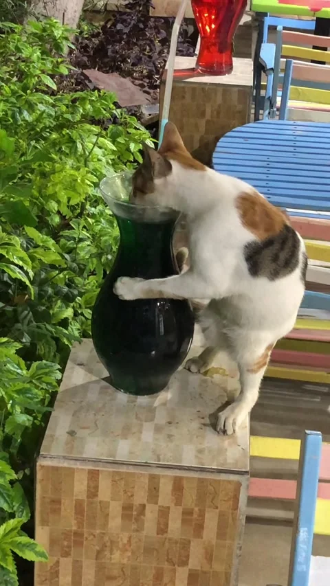 Funny cat drinks from large glass Vidéo 234874813