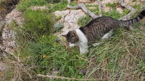 Funny cat eats grass in a clearing Stock Footage 270236940