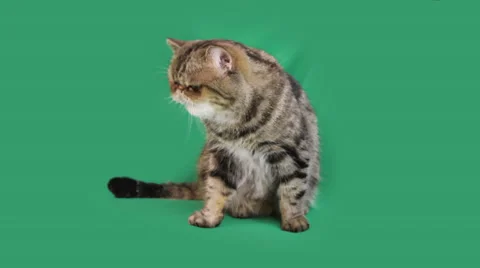 Funny cat exotic breed Stock Footage 65207549