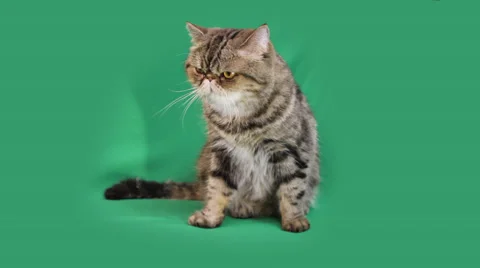Funny cat exotic breed Stock Footage 65207563