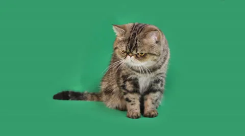 Funny cat exotic breed Stock Footage 65207567