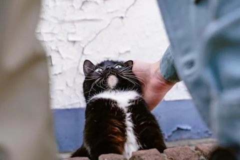 Funny Cat Expression While Being Petted By Owner Fotos de archivo