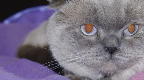 Funny cat face close up Stock-Footage 30588176