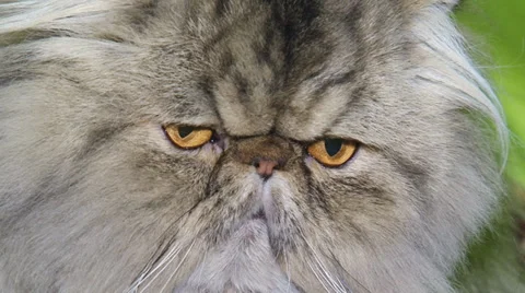 Funny cat face close up Stock-Footage 30588200