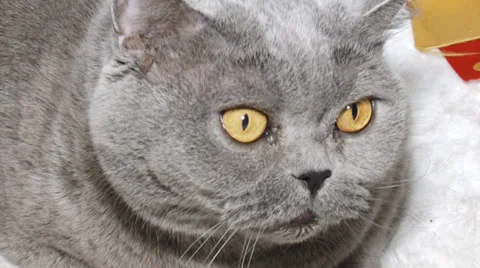 Funny cat face close up Stock Footage 30588277