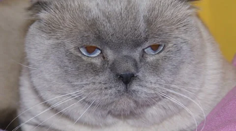 Funny cat face close up Stock-Footage 30588353