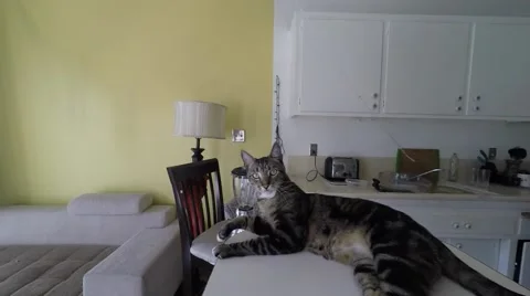 Funny cat falls off the table, SLOW MOTION Video stock 49112898
