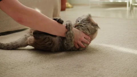 Funny cat on floor close-up, playing with Scottish Fold on floor. Domestic Stock Footage 175512327