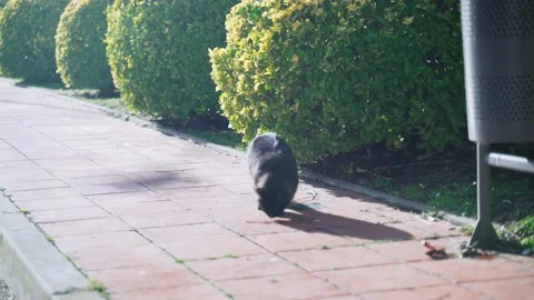 Funny cat. A fluffy black cat is walking down the street. The street cat is Stock Footage 147209359