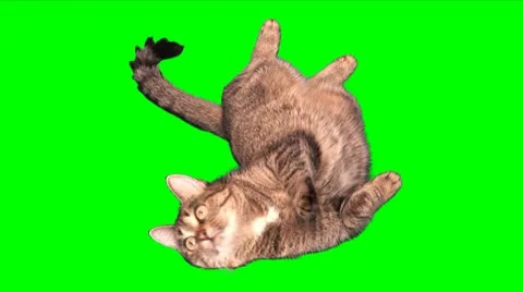 Funny cat Stock Footage 11678068