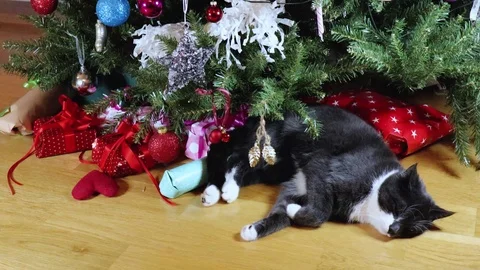 Funny cat Stock Footage 99926892