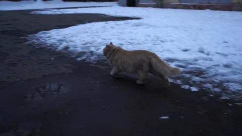 Funny cat Stock Footage 100120659