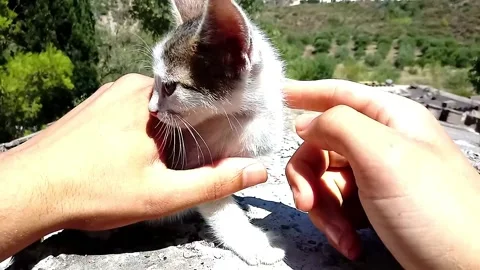 Funny cat Stock Footage 136672983