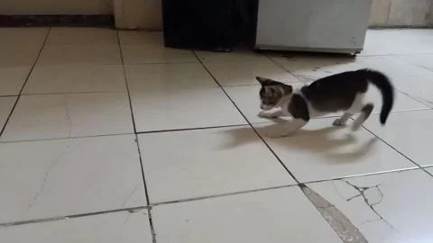 Funny cat Stock Footage 155592279