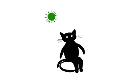 Funny cat Stock Footage 167080610