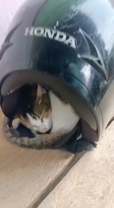 Funny cat Video stock 194966215