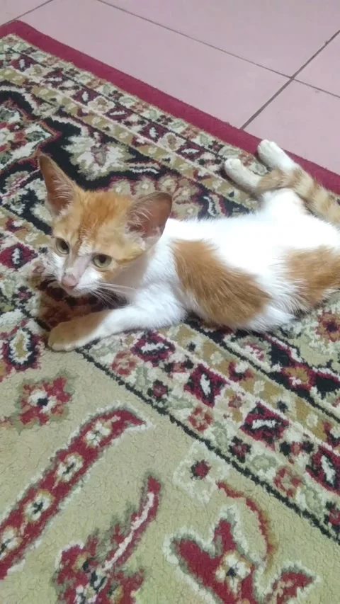 Funny cat Video stock 208849107