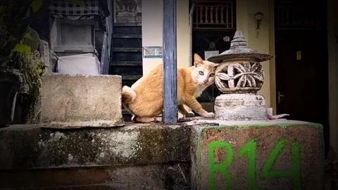 Funny cat Stock Footage 211558982