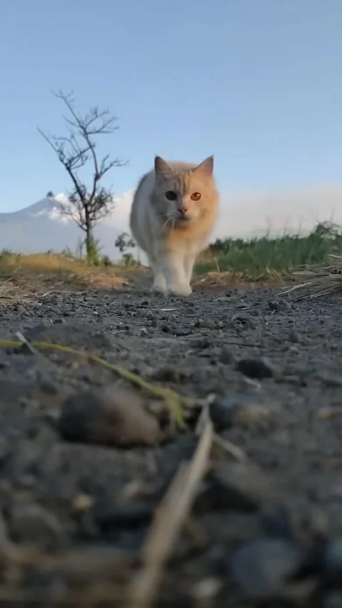 Funny cat Stock Footage 243151445