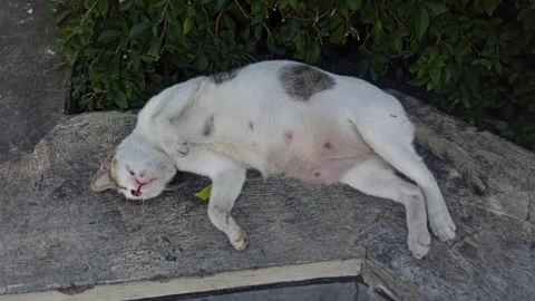 Funny cat Stockbeeldmateriaal 244109208