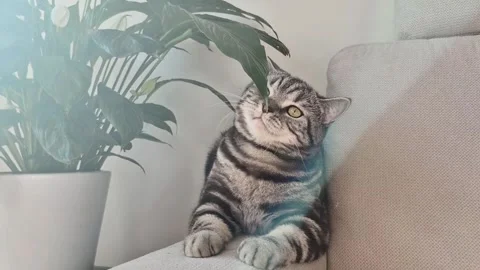 Funny cat Stock Footage 307863036