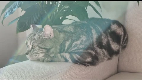Funny cat Stock Footage 307863097