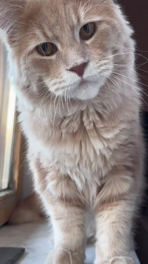 Funny cat Stock Footage 315505698