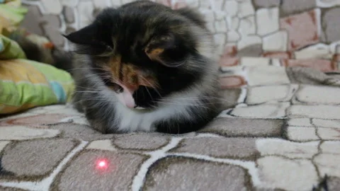 Funny cat funny watching the red dot laser pointer. Cute animal indoors, real ti Stock Footage 105171168