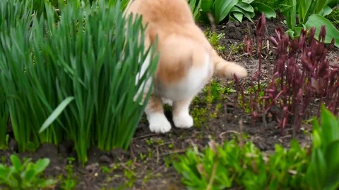 Funny cat in the garden Stock Footage 76717944