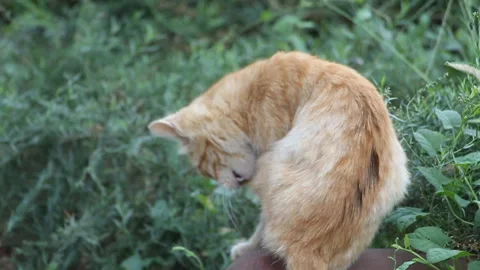 Funny cat in the garden Stock Footage 112333931