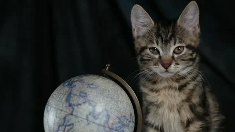 Funny cat with globe. Learning geography and travel concept Stock Footage 257888132