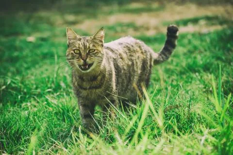 Funny cat on grass Photos