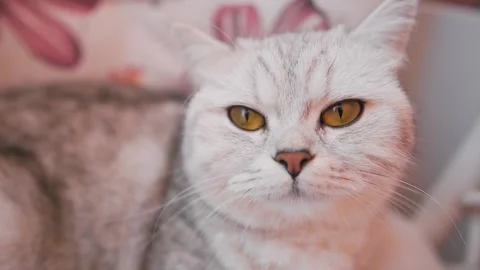 Funny cat gray cat. Stock Footage 181492083