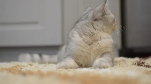 Funny cat gray cat. Stock Footage 181547454