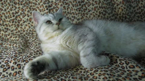 Funny cat gray cat. Stock Footage 181582683