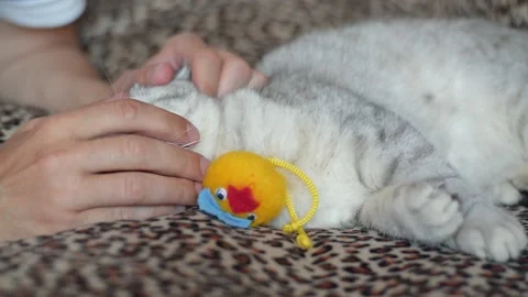 Funny cat gray cat. Stock Footage 181582788