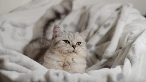 Funny cat gray cat. Stock Footage 181582792