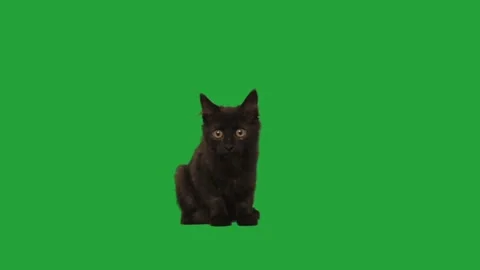 Funny cat on green screen Video stock 251713980