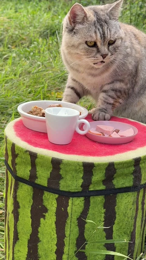 Funny cat is having lunch in garden, vertical video. Stock Footage 346722066