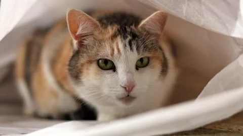 Funny cat hiding in a bag Stock Footage 309822390