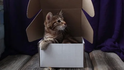 Funny Cat hiding in gift box. Stock Footage 169885599