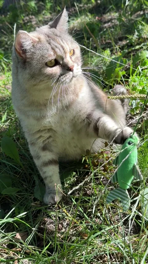 Funny cat holding its fish toy, vertical video. Stock Footage 340863336